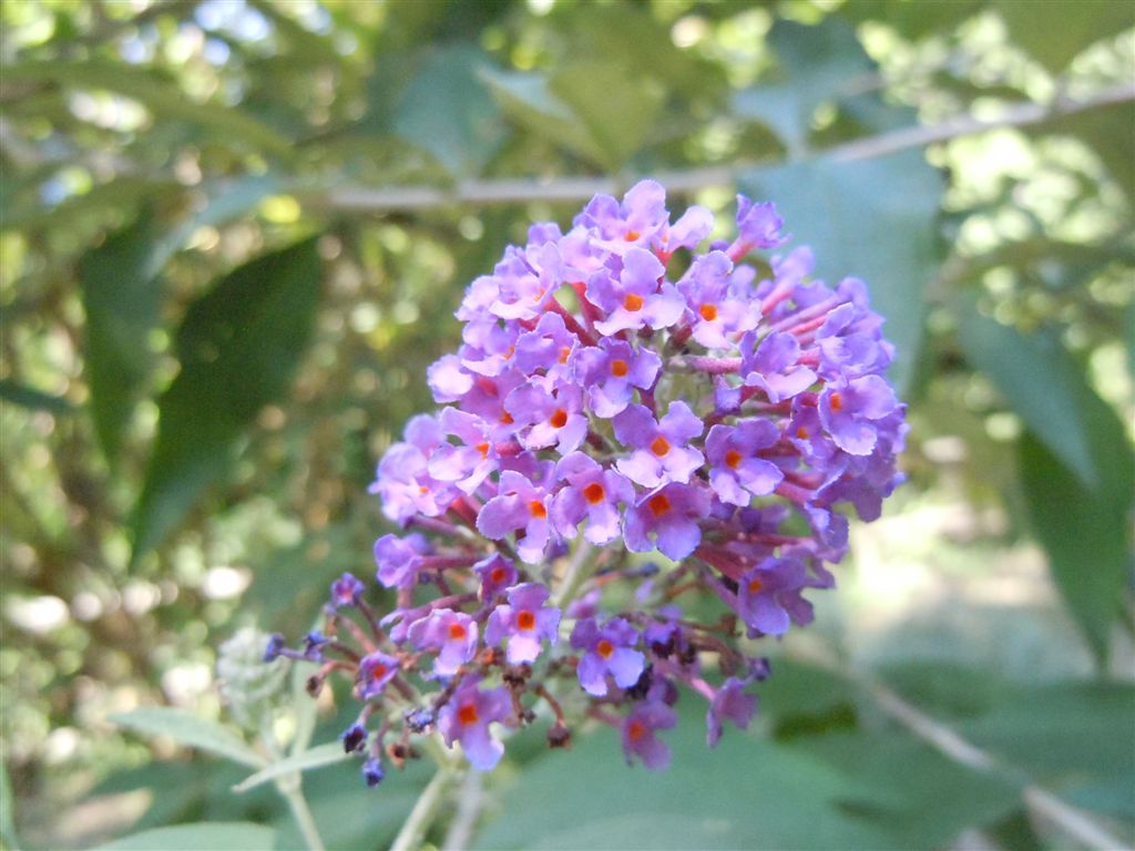 Buddleja davidii